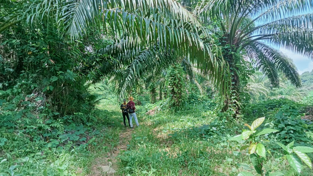 西加里曼丹 Landak 面积±6,800公顷油棕种植园出售 11