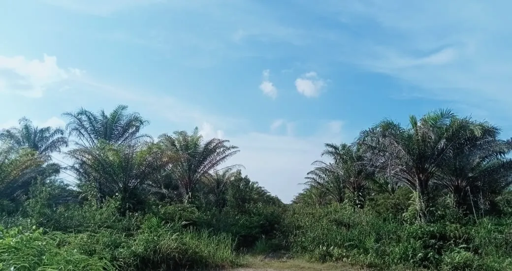 西加里曼丹 Landak 面积±6,800公顷油棕种植园出售 3