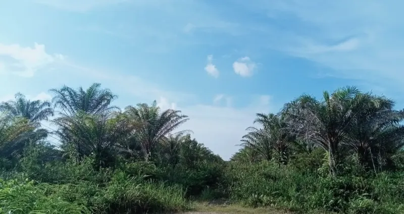 Kebun Sawit Luas ±6.800 Ha Dijual di Landak, Kalimantan Barat 3