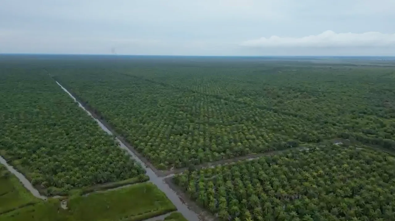 塔平县604公顷油棕种植园出售