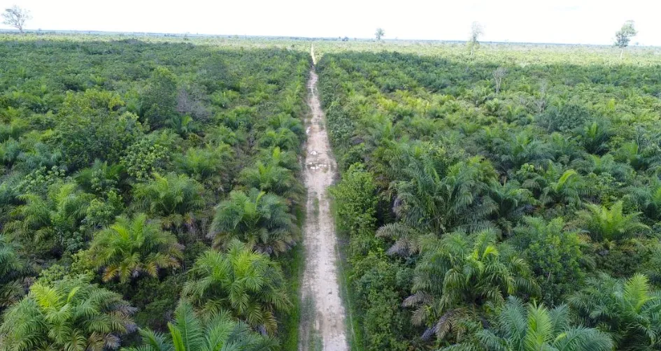 Kebun Sawit Luas ±1.700 Ha Dijual di Kutai Kartanegara 2
