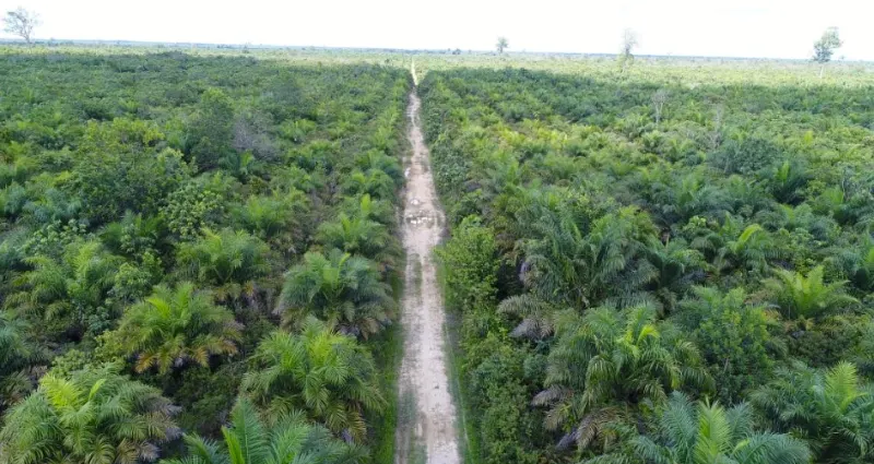 Kebun Sawit Luas ±1.700 Ha Dijual di Kutai Kartanegara 2
