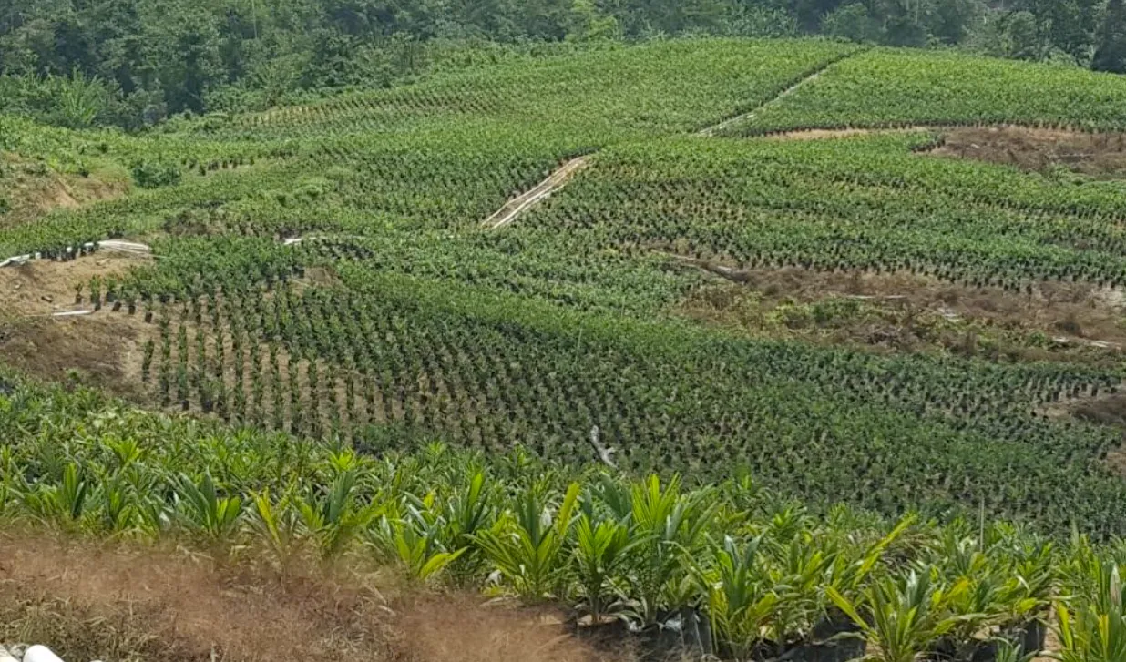 东加里曼丹 Berau 油棕种植园出售，面积±3,700公顷 2