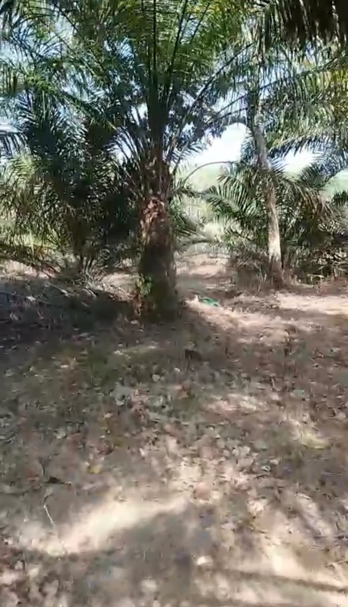 Land for Sale, 1,050 m² with Oil Palms at Sungai Riam, Pelaihari 3