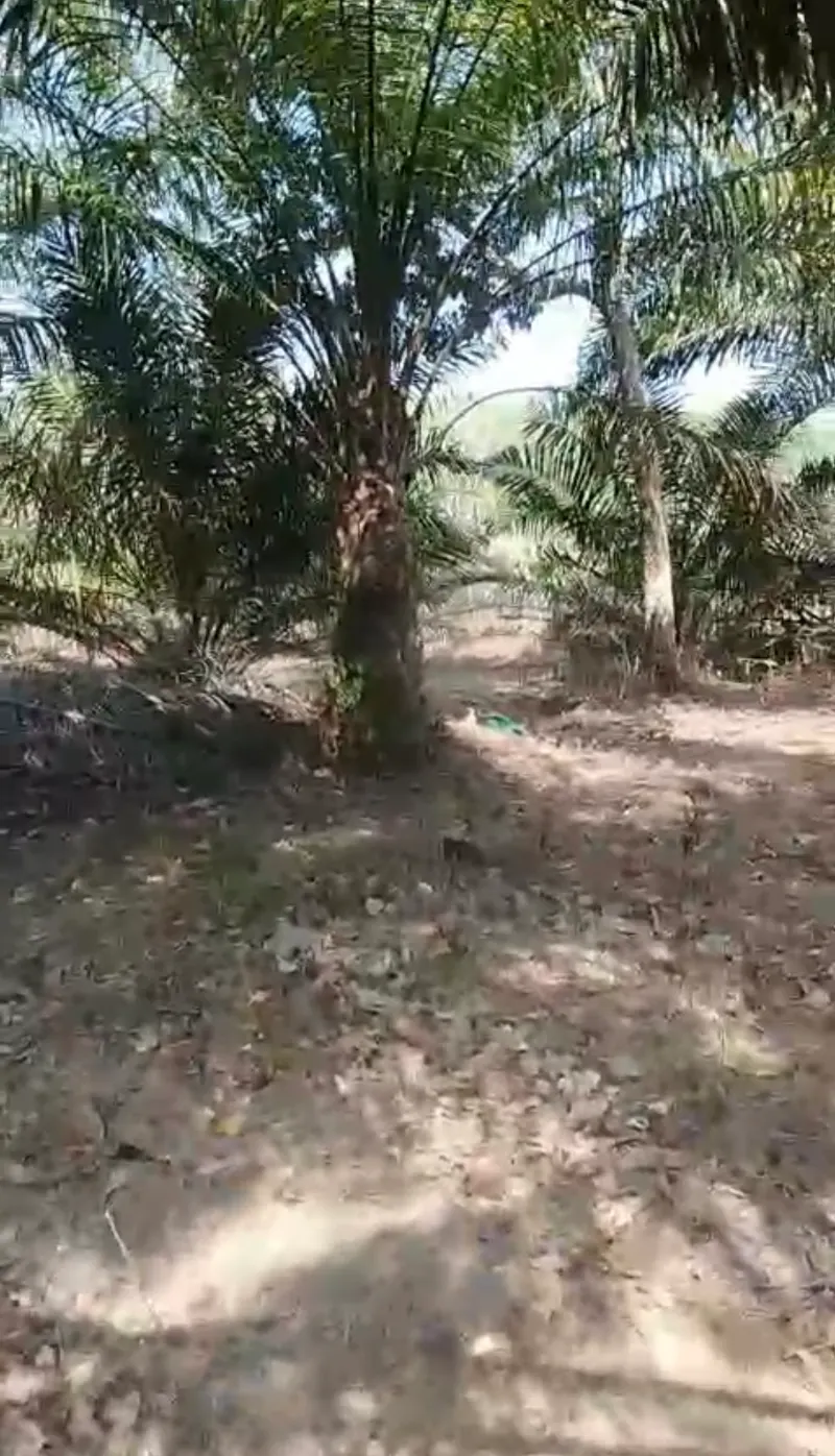 佩莱哈里 Sungai Riam 1,050 平方米土地出售，附油棕 3