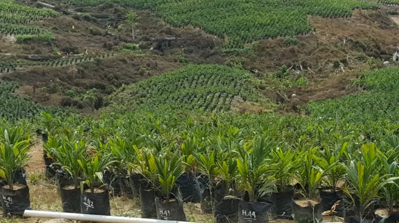 Kebun Sawit Luas ±3.700 Ha Dijual di Berau, Kalimantan Timur 3
