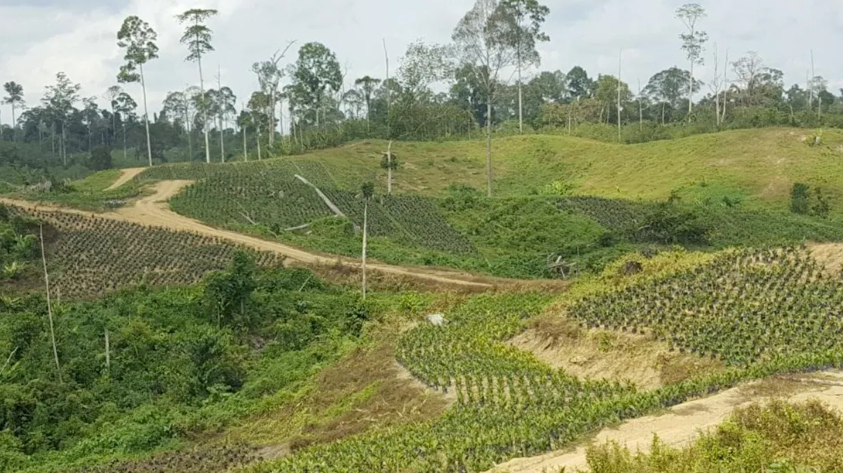Kebun Sawit Luas ±3.700 Ha Dijual di Berau, Kalimantan Timur