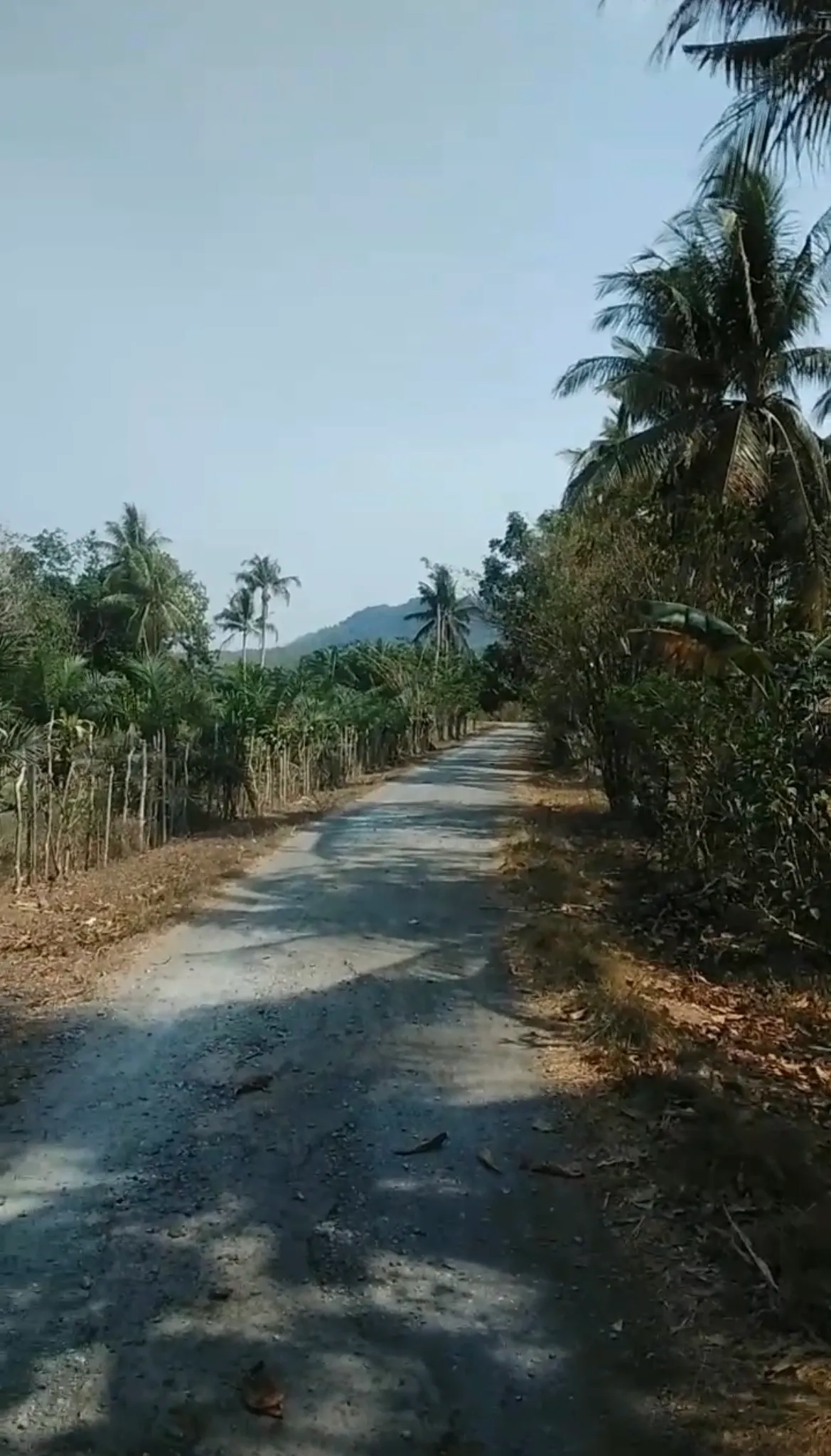 Land for Sale, 1,050 m² with Oil Palms at Sungai Riam, Pelaihari 2