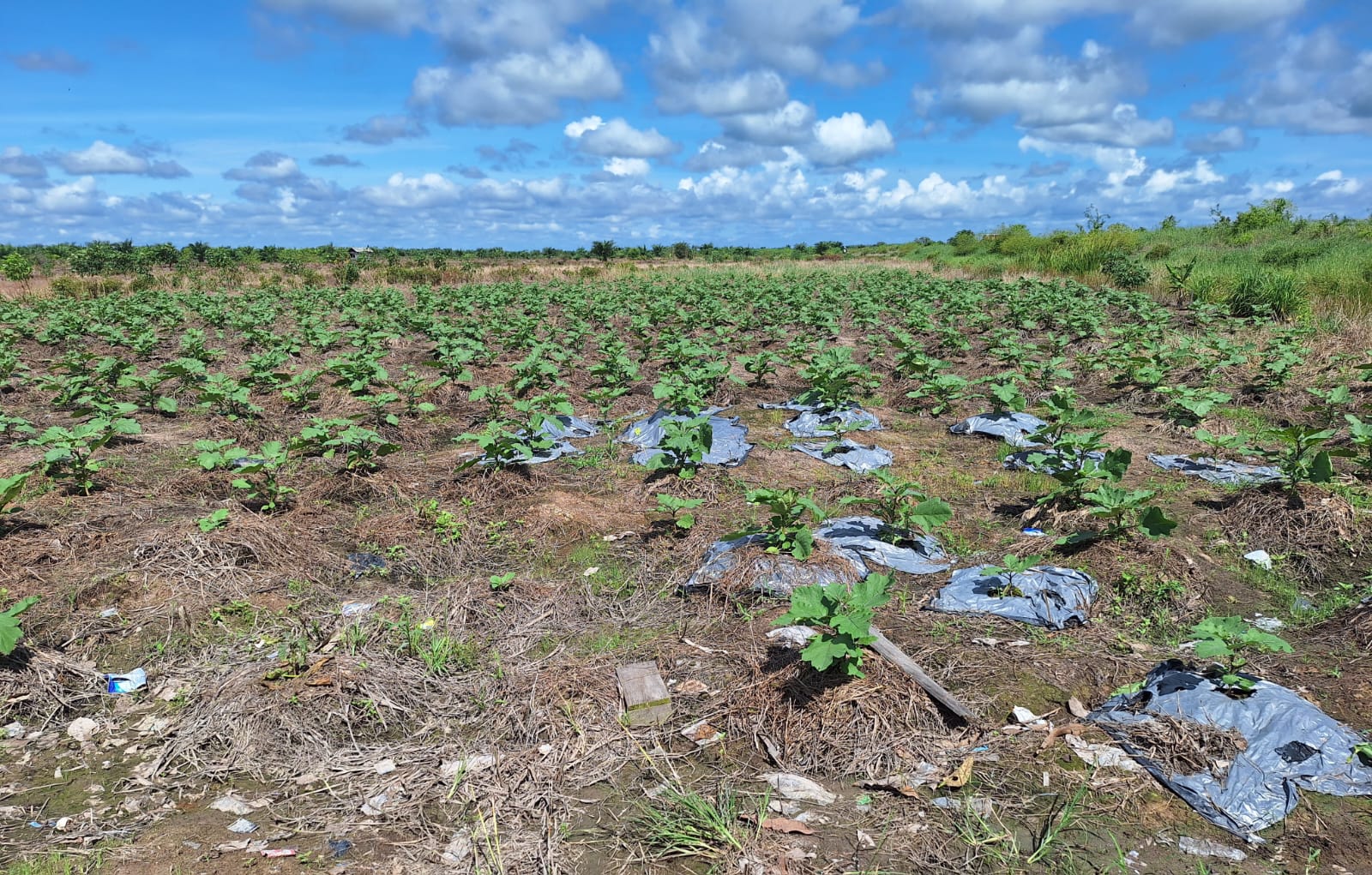 Land Area ±12,500 Ha for Sale in Hulu Sungai Utara 3