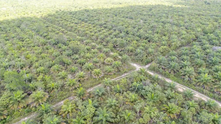 Kebun Sawit Luas ±1.700 Ha Dijual di Kutai Kartanegara