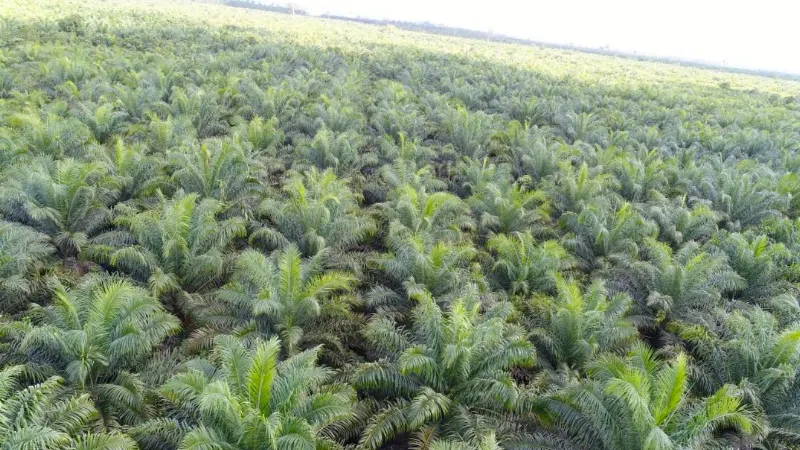 Kebun Sawit Luas ±1.700 Ha Dijual di Kutai Kartanegara 3