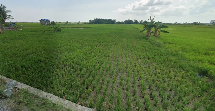 Tanah Sawah Luas 6.936 m² Dijual di Gambut