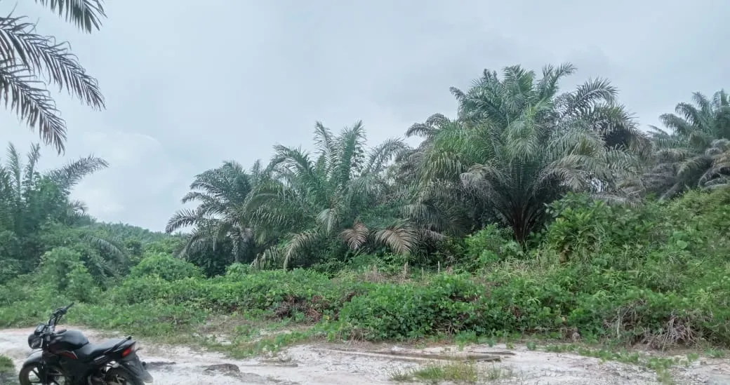 西加里曼丹 Landak 面积±6,800公顷油棕种植园出售 9