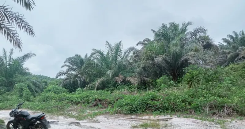 Kebun Sawit Luas ±6.800 Ha Dijual di Landak, Kalimantan Barat 9