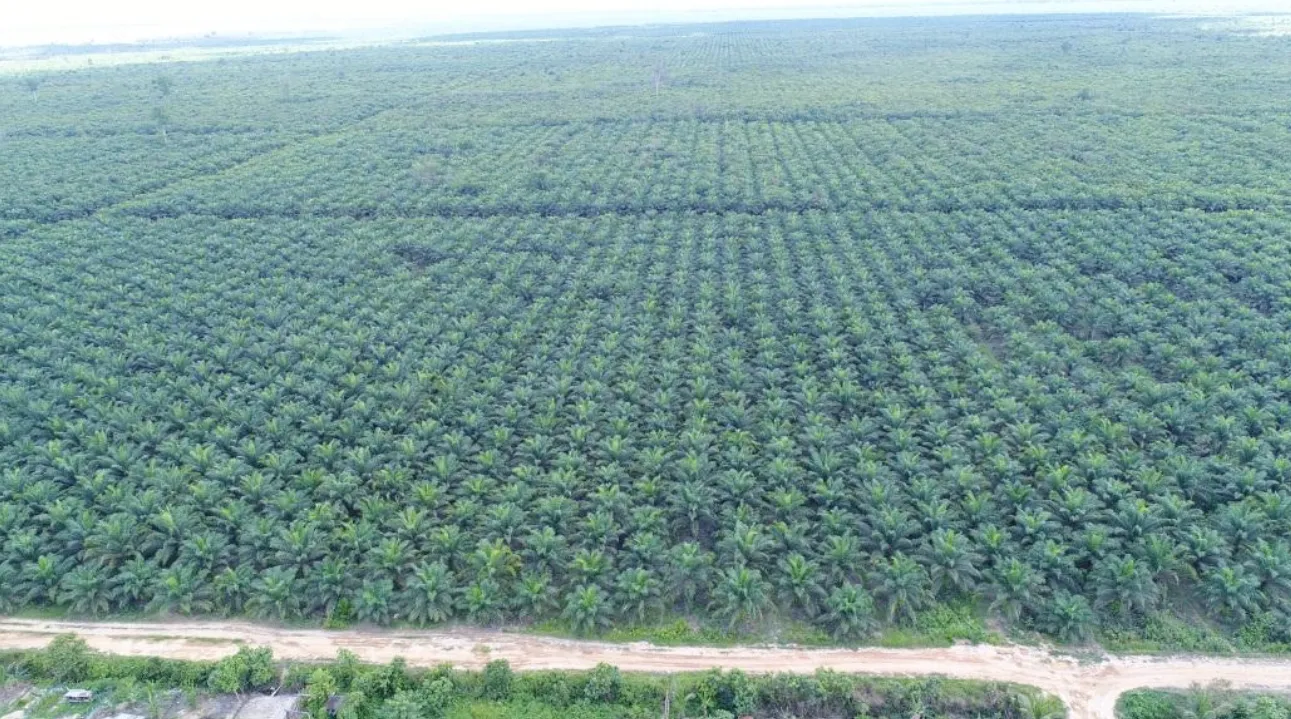 Kebun Sawit Luas ±1.700 Ha Dijual di Kutai Kartanegara 4