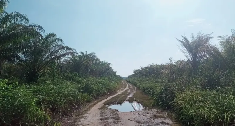 Kebun Sawit Luas ±6.800 Ha Dijual di Landak, Kalimantan Barat 4