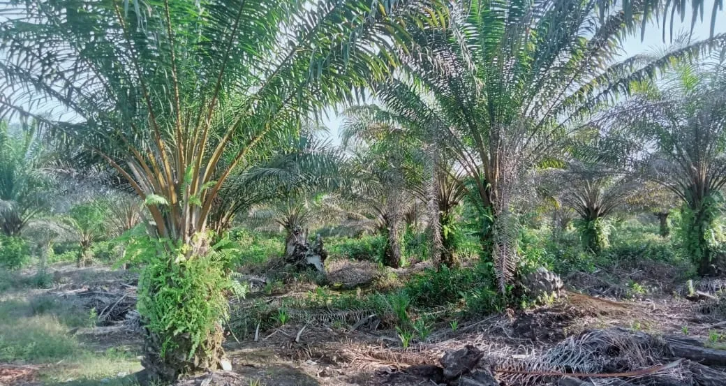 西加里曼丹 Landak 面积±6,800公顷油棕种植园出售 6