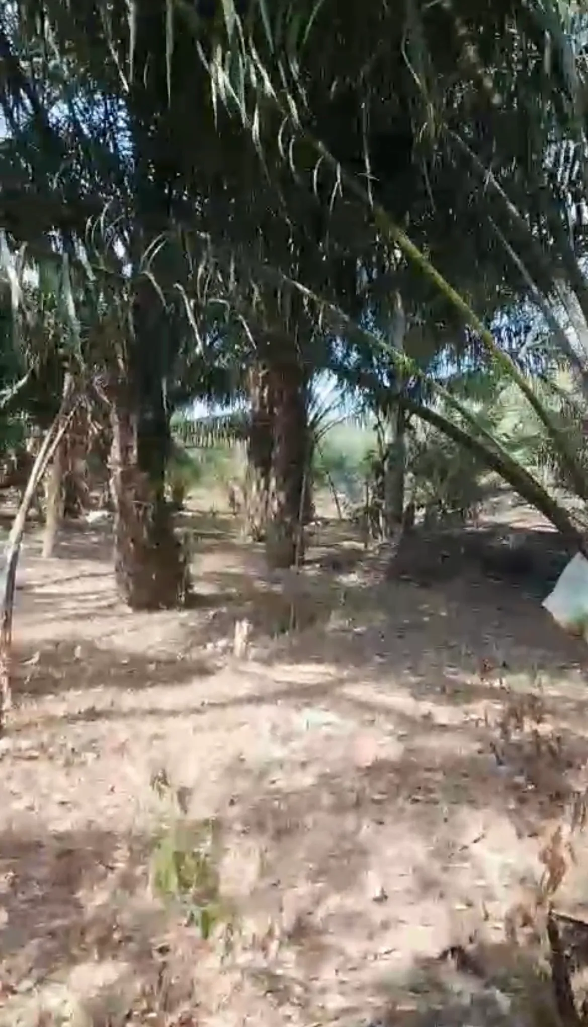 Land for Sale, 1,050 m² with Oil Palms at Sungai Riam, Pelaihari 4