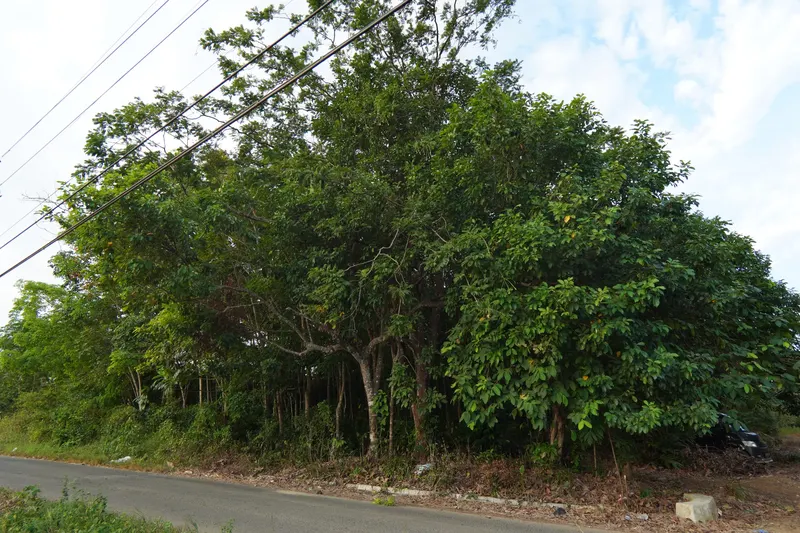 Tanah Pinggir Jalan Dijual di Beramban, Pelaihari 3